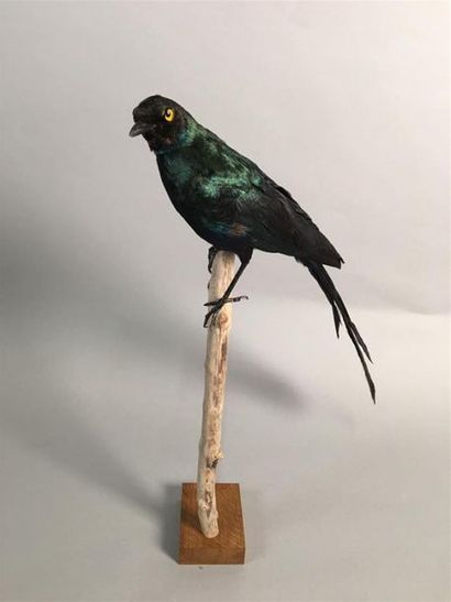Choucador à longue queue (Lamprotornis caudatus)...