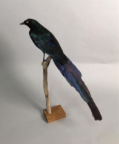 Choucador à longue queue (Lamprotornis caudatus)...