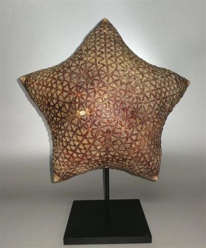 Etoile de mer coussin (Culcita) (Halityle...
