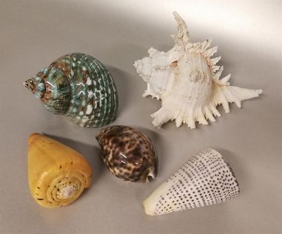 Un ensemble de différents coquillages exotiques...