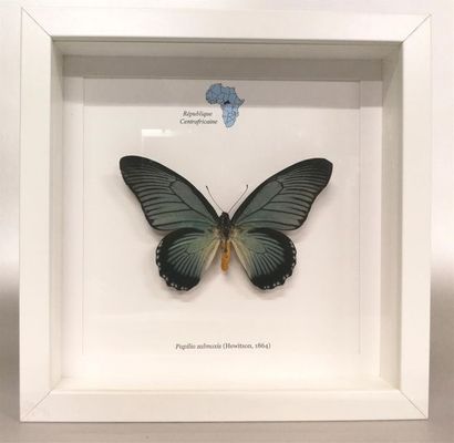 Lépidoptère exotique (Papilio zalmoxis) (NR)...