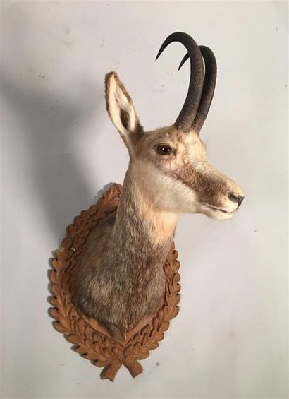 Chamois d'Europe (Rupicapra rupicapra) (CH)...