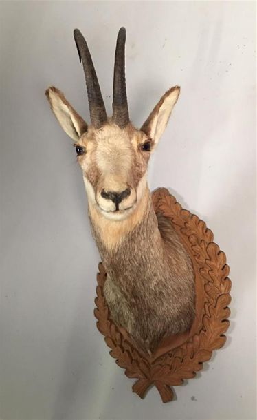 Chamois d'Europe (Rupicapra rupicapra) (CH)...