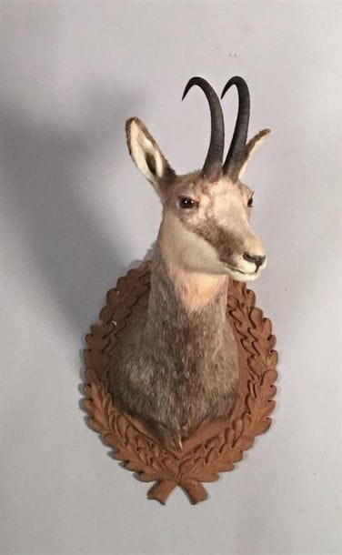 Chamois d'Europe (Rupicapra rupicapra) (CH)...