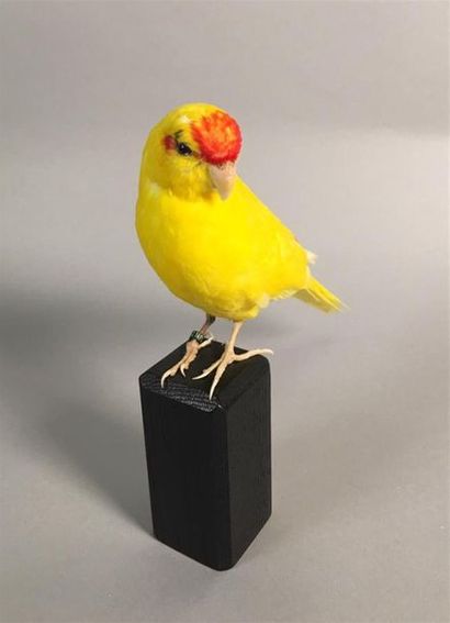 Perruche kakariki (Cyanoramphus novaezelandiae)...
