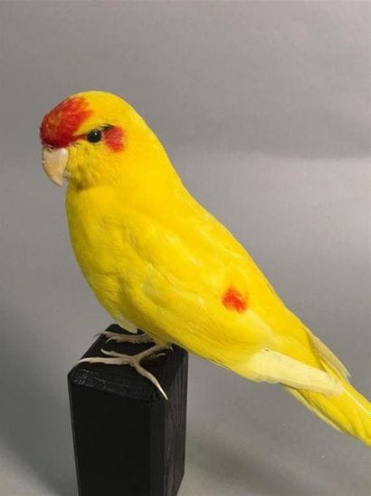 Perruche kakariki (Cyanoramphus novaezelandiae)...