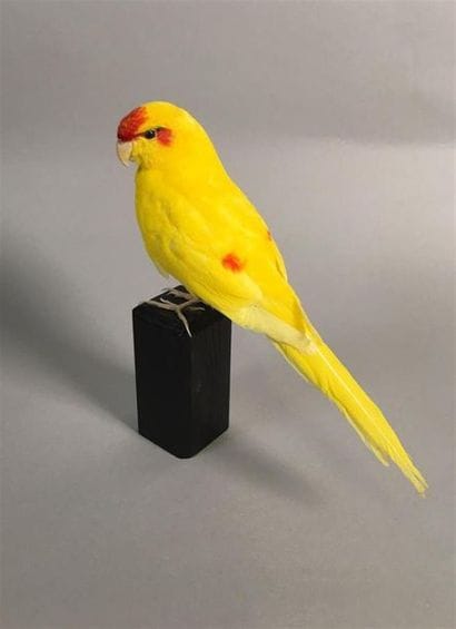Perruche kakariki (Cyanoramphus novaezelandiae)...