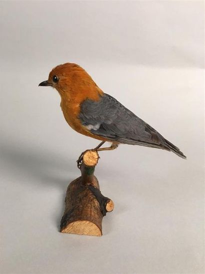 Grive à tête orange (Geokichla citrina) (NR)...