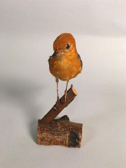 Grive à tête orange (Geokichla citrina) (NR)...