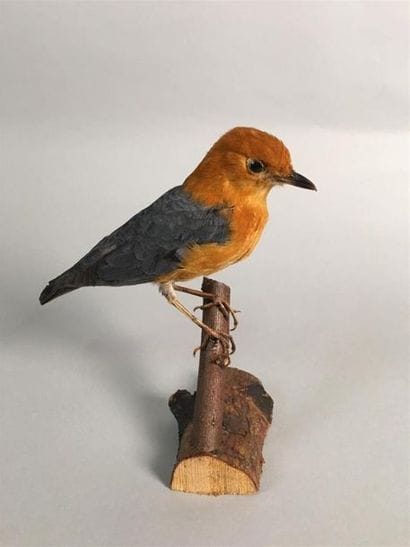 Grive à tête orange (Geokichla citrina) (NR)...
