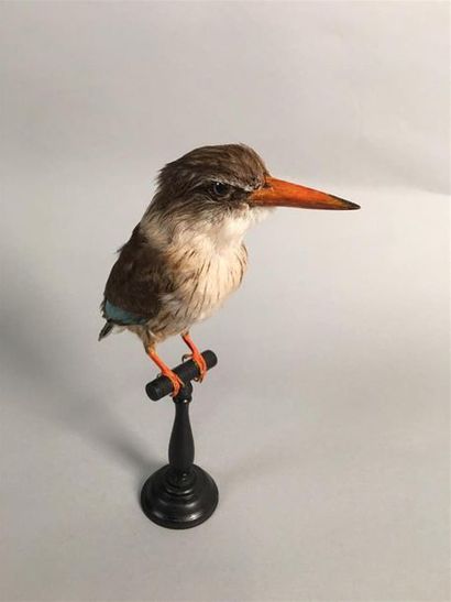 Martin-chasseur à tête brune (Halcyon albiventris)...
