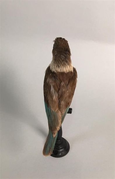 Martin-chasseur à tête brune (Halcyon albiventris)...