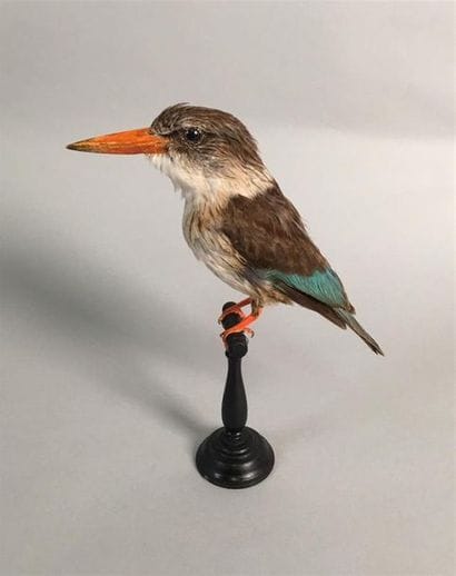 Martin-chasseur à tête brune (Halcyon albiventris)...