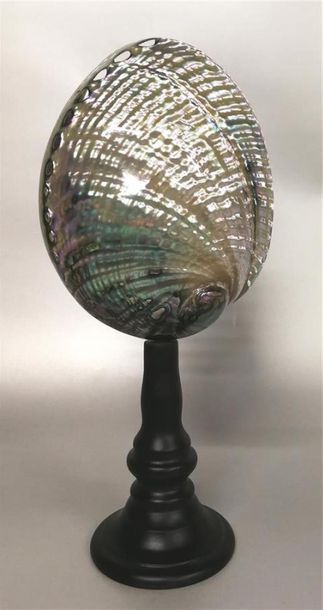 Ormeau avec beaux reflets argentés (Haliotis...