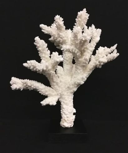 Beau spécimen de Corail (Branch Coral) (Acropora...