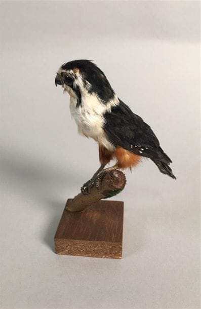 Fauconnet à collier (Microhierax caerulescens)...