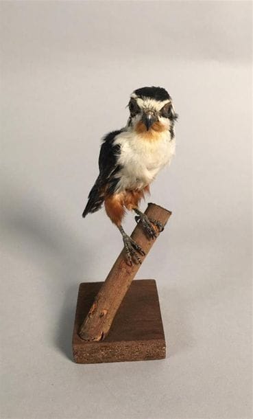 Fauconnet à collier (Microhierax caerulescens)...