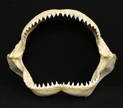 Mâchoire de requin bouledogue (Carcharhinus...