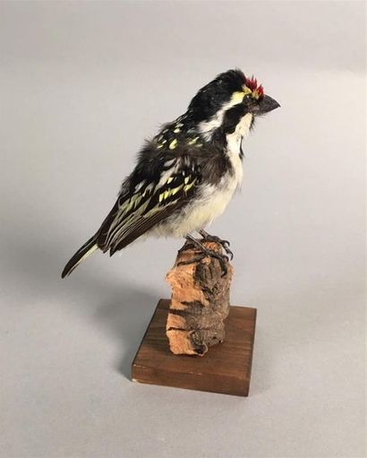 Barbican pie (Tricholaema leucomelas) (NR)...