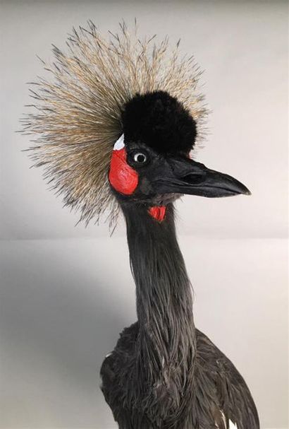 Grue couronnée (Balearica pavonina) (II/B)...