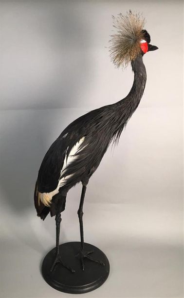 Grue couronnée (Balearica pavonina) (II/B)...