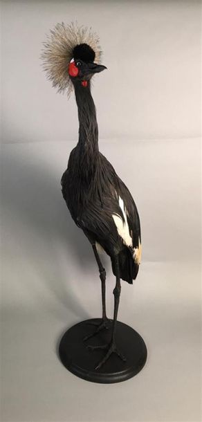 Grue couronnée (Balearica pavonina) (II/B)...