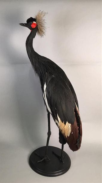 Grue couronnée (Balearica pavonina) (II/B)...