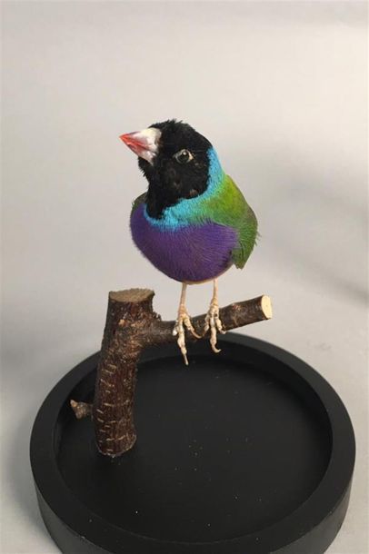 Diamant de Gould à tête noire (Chloebia gouldiae)...