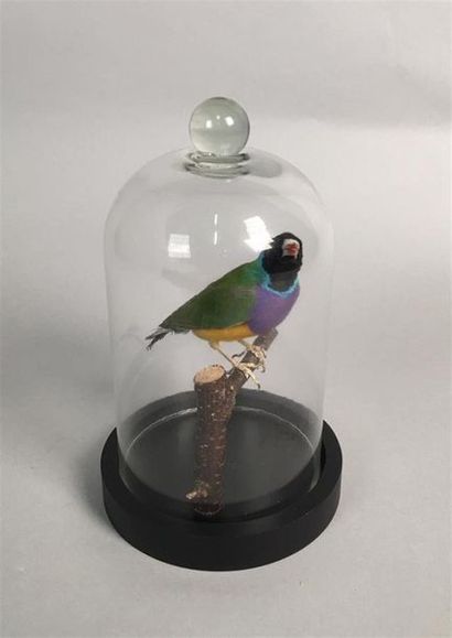 Diamant de Gould à tête noire (Chloebia gouldiae)...