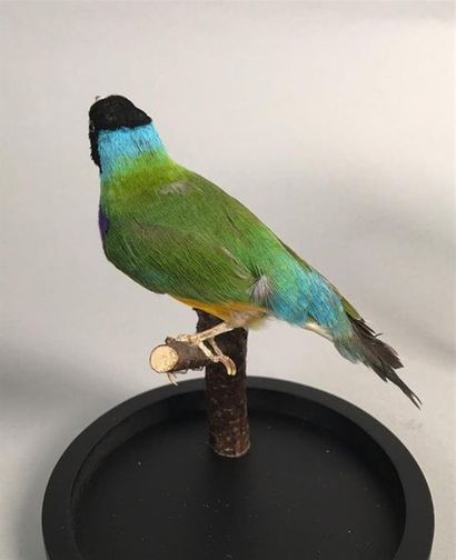 Diamant de Gould à tête noire (Chloebia gouldiae)...