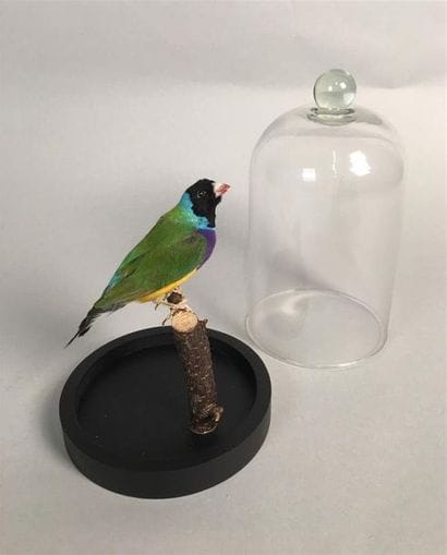 Diamant de Gould à tête noire (Chloebia gouldiae)...