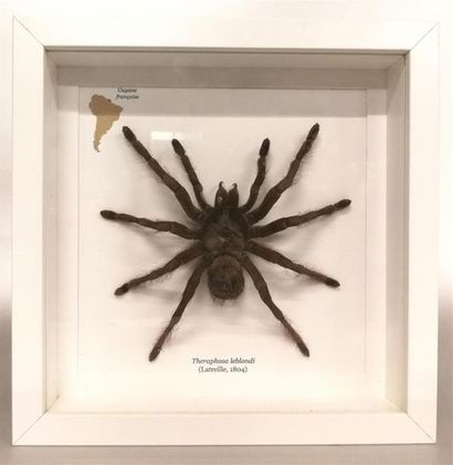 Mygale (Theraphosa leblondi) (NR) : spécimen...