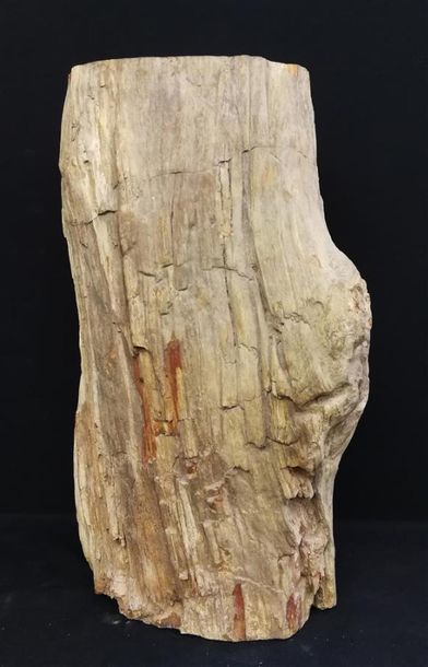 Section d'un tronc de bois fossile pétrifié...