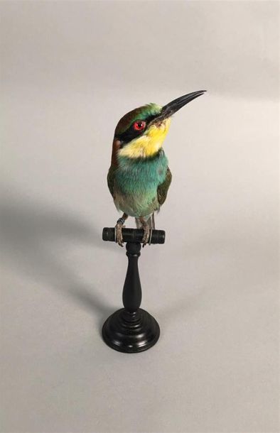 Rollier d'Europe (Merops apiaster) (CE) bagué...