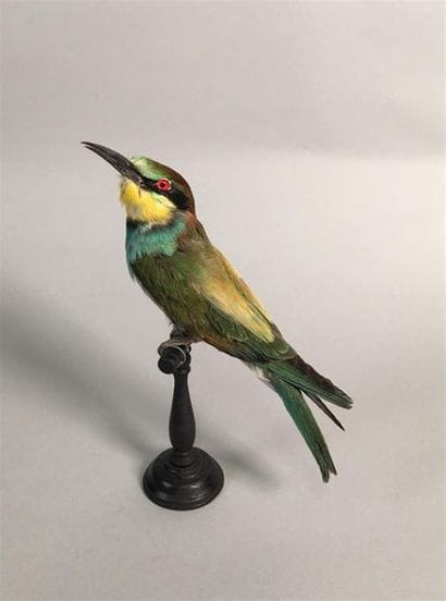 Rollier d'Europe (Merops apiaster) (CE) bagué...