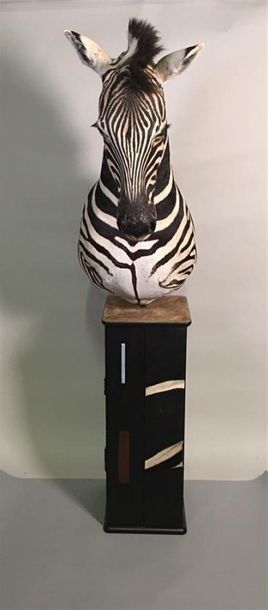 Zèbre de Burchell (Equus burchelli) (NR)...