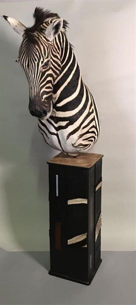 Zèbre de Burchell (Equus burchelli) (NR)...