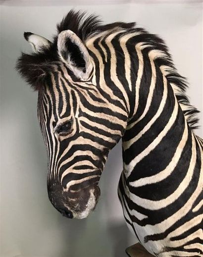 Zèbre de Burchell (Equus burchelli) (NR)...