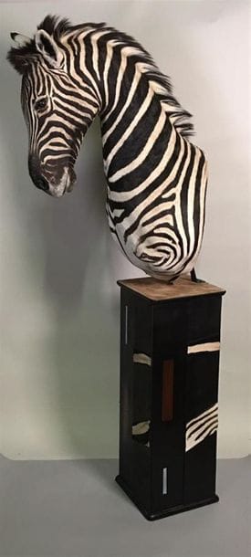 Zèbre de Burchell (Equus burchelli) (NR)...