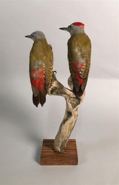 Pic goertan (Dendropicos goertae) (NR) :...