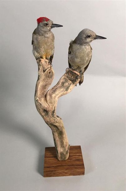 Pic goertan (Dendropicos goertae) (NR) :...