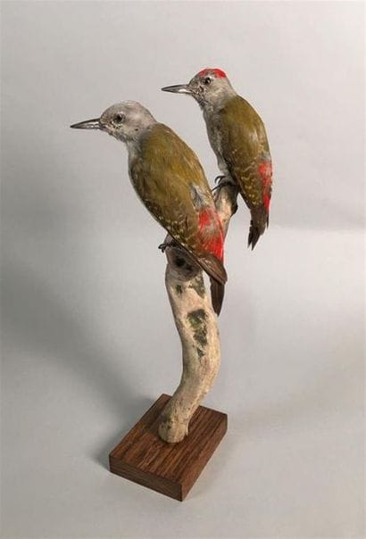 Pic goertan (Dendropicos goertae) (NR) :...