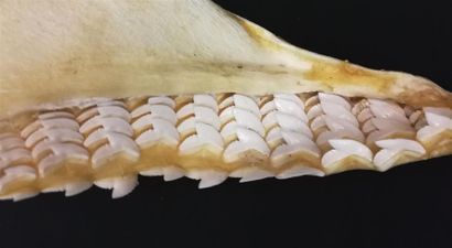 Mâchoire de requin tigre (Galeocerdo cuvier)...
