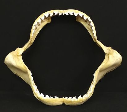 Mâchoire de requin tigre (Galeocerdo cuvier)...