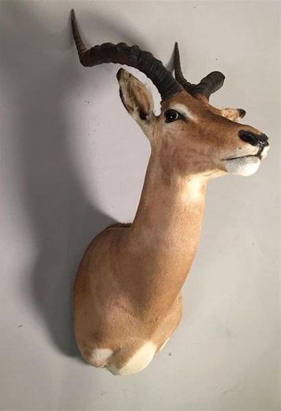 Impala (Aepyceros melampus) (CH) : tête en...