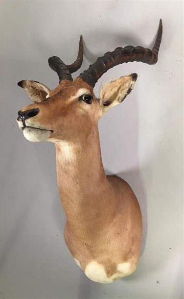 Impala (Aepyceros melampus) (CH) : tête en...
