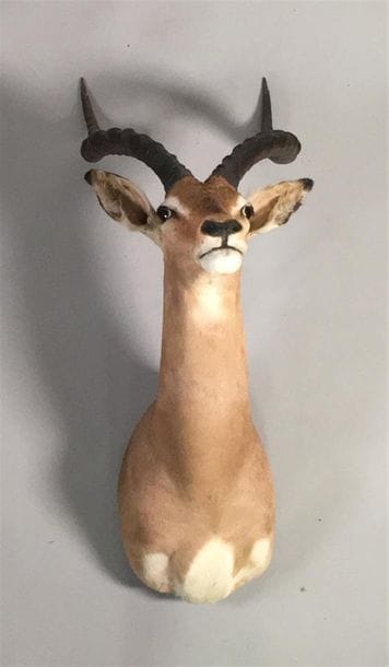 Impala (Aepyceros melampus) (CH) : tête en...