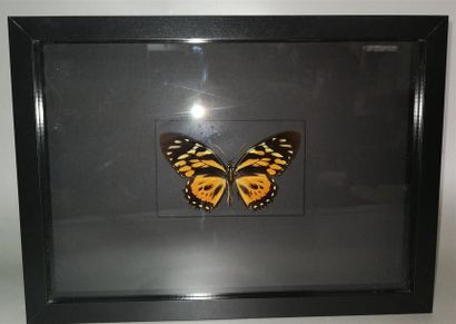 Lépidoptère exotique (Papilio zagreus) (NR)...