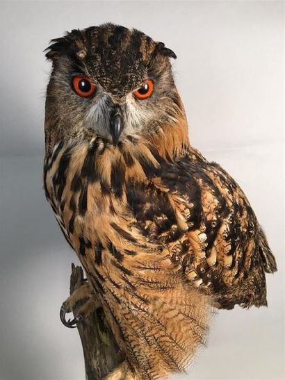 Hibou Grand duc d'Europe (Bubo bubo) (II/A-CE)...