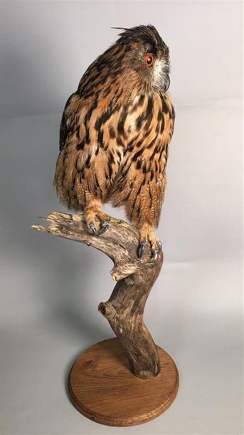 Hibou Grand duc d'Europe (Bubo bubo) (II/A-CE)...
